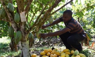 cacao