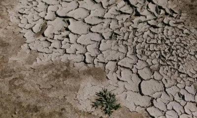 erosion biodiversité