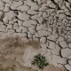 erosion biodiversité