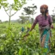 femme-africaine-agriculture (1)