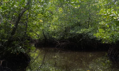 Les mangroves