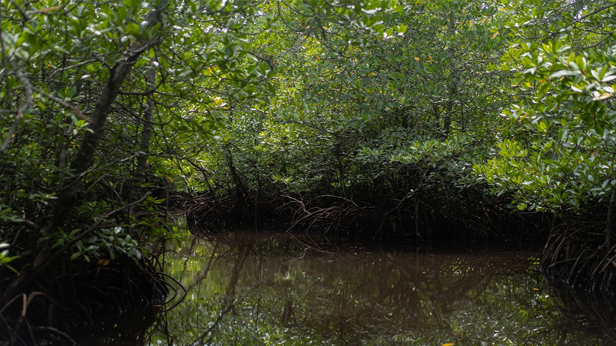 Les mangroves