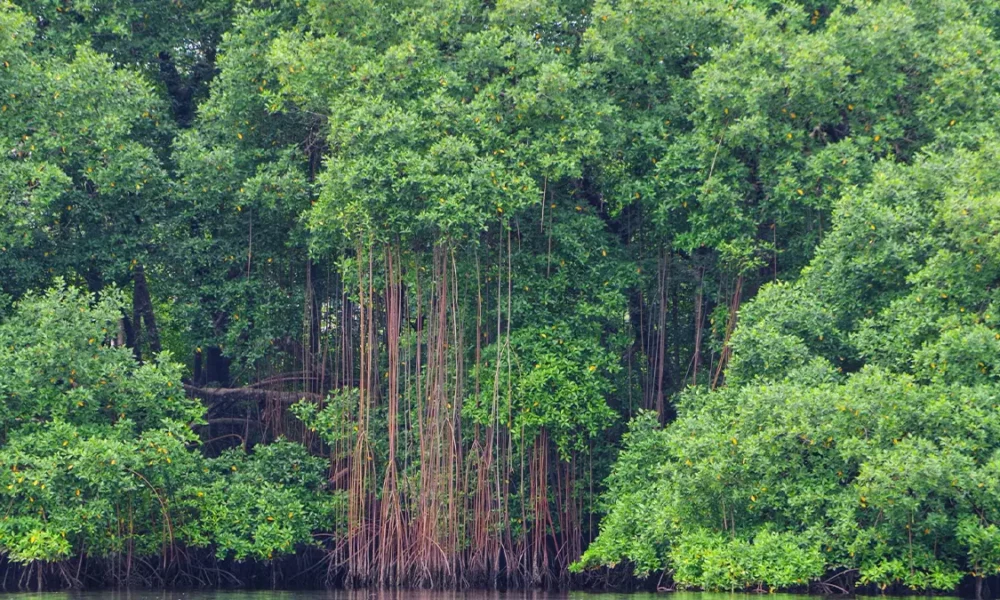 Principes pour la conservation, la restauration et la gestion durable des mangroves