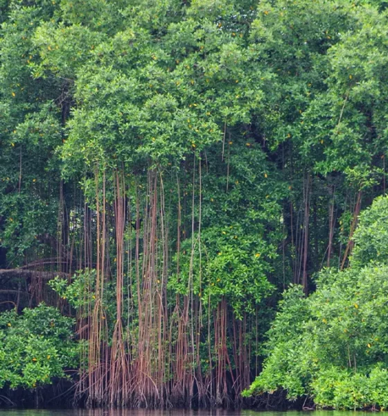 Principes pour la conservation, la restauration et la gestion durable des mangroves