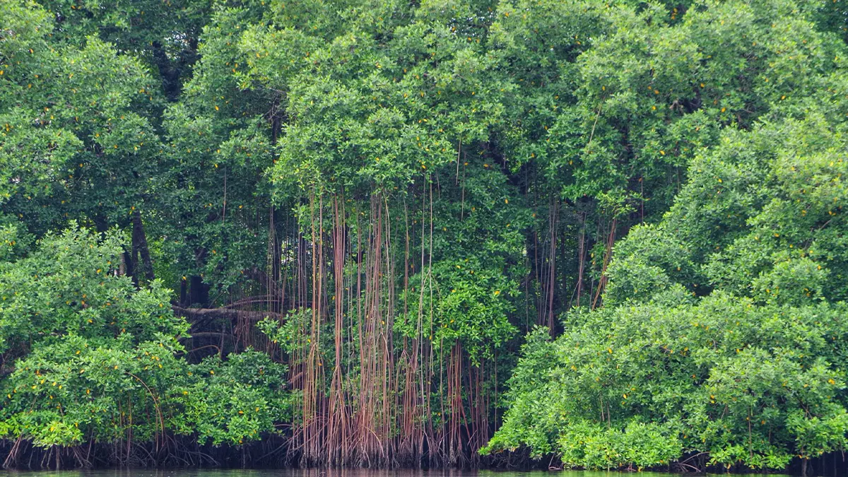 Principes pour la conservation, la restauration et la gestion durable des mangroves